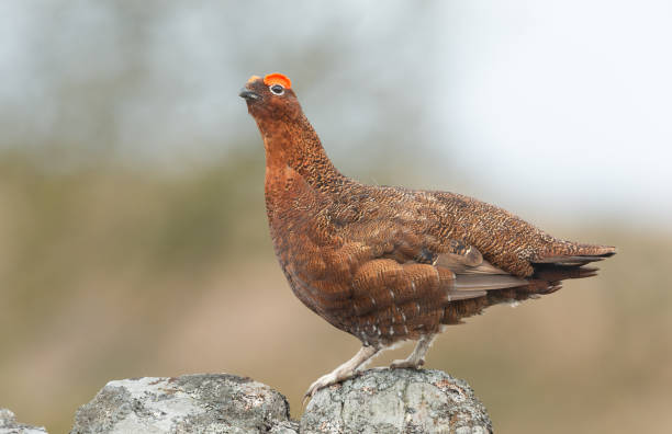 red grouse, nome científico: lagopus lagopus.  macho red grouse com sobrancelha vermelha queimada estava em cima de parede de pedra seca coberto de líquen.  de frente para a esquerda. - swaledale - fotografias e filmes do acervo