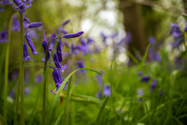 istock Bluebells in the woodland in spring 1394921824