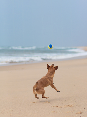 Back view of a brown playful dog trying to catch a ball in the air at the beach with the ocean blurred in the background. Vertical composition