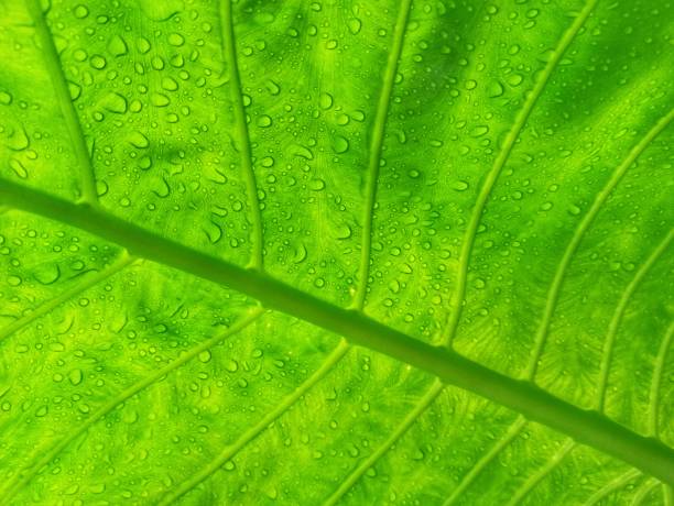 istock Green leaf vein and raindrop 1394925305