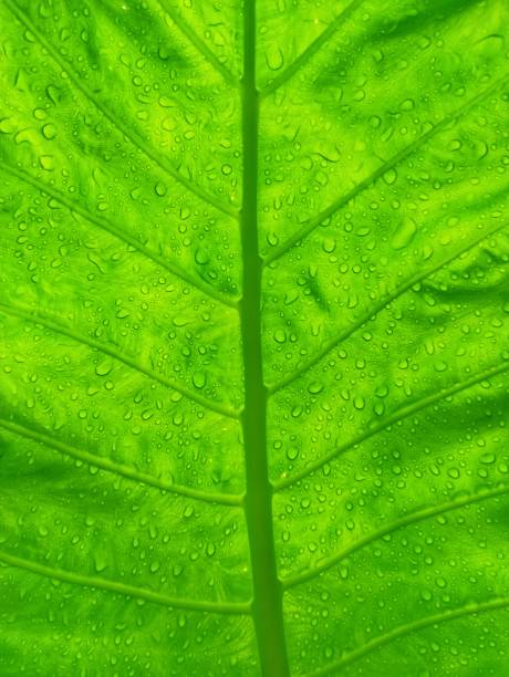istock Green leaf vein and raindrop 1394925312