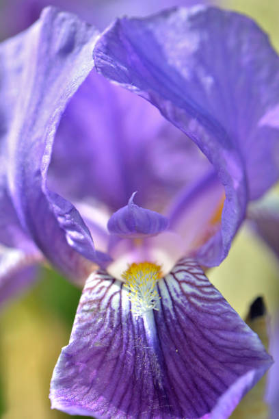 istock macro view on beautiful  purple iris  blooming in a  garden 1394925375