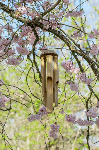 Wind chime hanging in sakura tree.