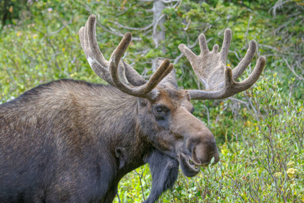 istock Bull Moose in the Colorado Rocky Mountains 1394926878