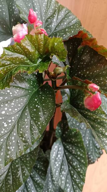 Spring flowering plant with silver dotted leaves and pink flowers. maculata begonia Spring flowering plant with silver dotted leaves and pink flowers. maculata begonia begoniaceae stock pictures, royalty-free photos & images