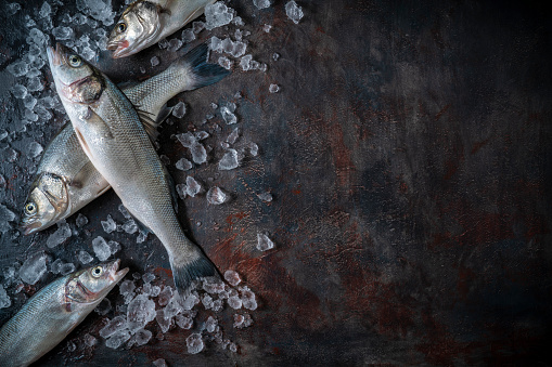 Raw Seabass fishes Robalo group fresh seafood on dark moody gray background and ice copy space