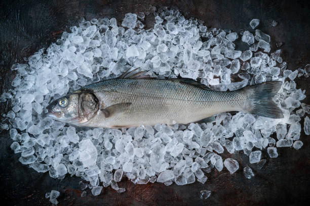 istock Raw Seabass fish Robalo fresh seafood on dark background and ice 1394927768