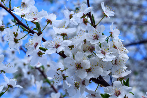 istock herry plum blossom flowers 1394927909