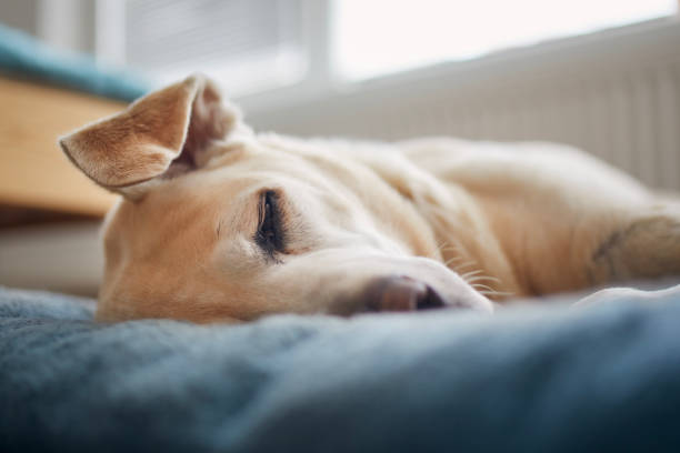 Satisfied dog sleeping on pet bed