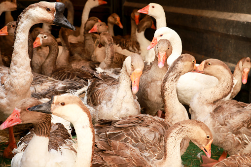 Herd of Geese at the Gastronomic and Traditional Market of Finestrat, Alicante, Spain