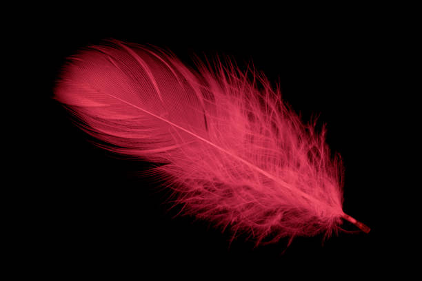 a red goose feather on a black isolated background