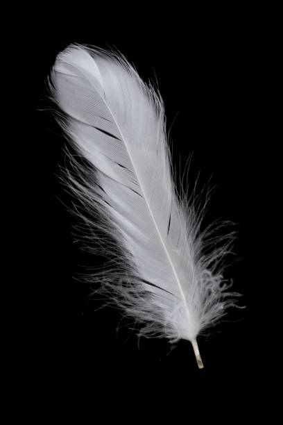 istock white feather of a goose on a black background 1394930086