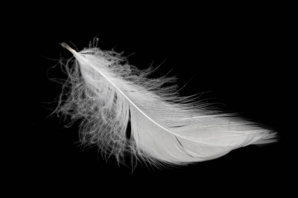 istock white feather of a goose on a black background 1394930117
