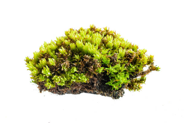 istock green moss on a white isolated background 1394930162