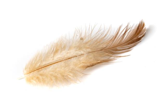 istock brown feather of a hen on a white background 1394930163