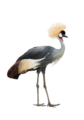 crowned crane isolated on white background