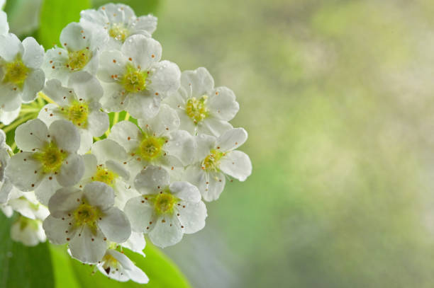 istock Spiraea Vanhouttei or Bridal Wreath Flowers 1394932403