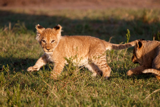 istock Lion cub playing in the Masai Mara 1394932663