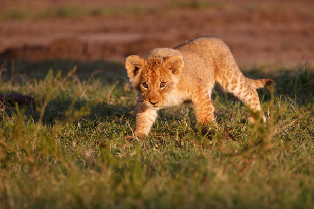 istock Lion cub playing in the Masai Mara 1394932680