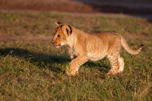 istock Lion cub playing in the Masai Mara 1394932695