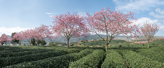 A row of pink cherry trees in the tea forest of Yongfu cherry garden, Fujian, China