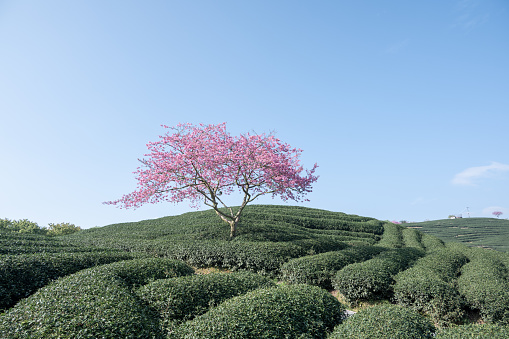 A pink cherry tree in a green tea garden under the blue sky