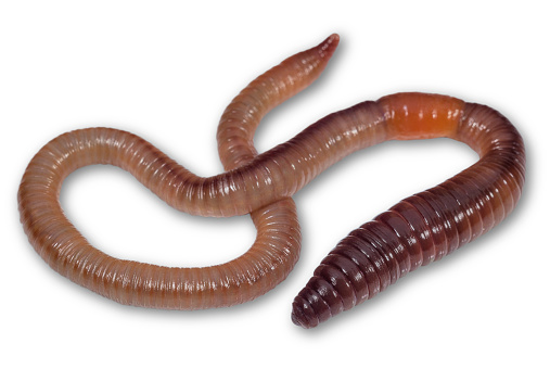 Large earthworm isolated on a white. Animals and insects