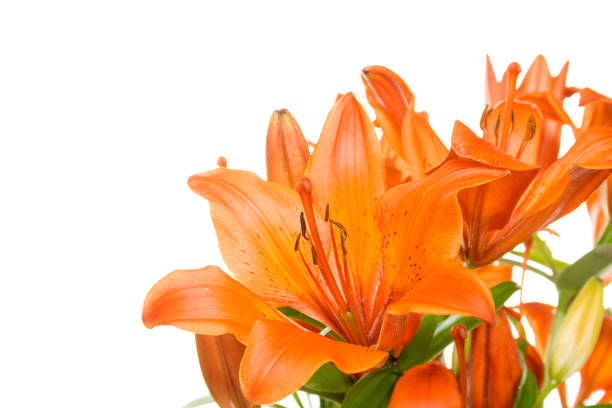 istock Flowers orange tiger lily 1394934651