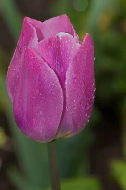 A purple tulip in Square du Vert-Galant.