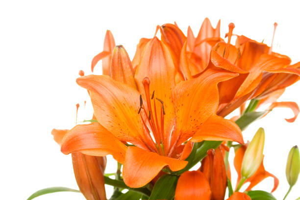 istock Flowers orange tiger lilies 1394934706