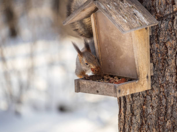istock Grey fluffy squirrel eats nuts at the bird feeder in the winter park. 1394935740