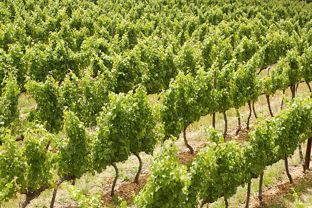 istock Grape vines, Stellenbosch, South Africa 139493588
