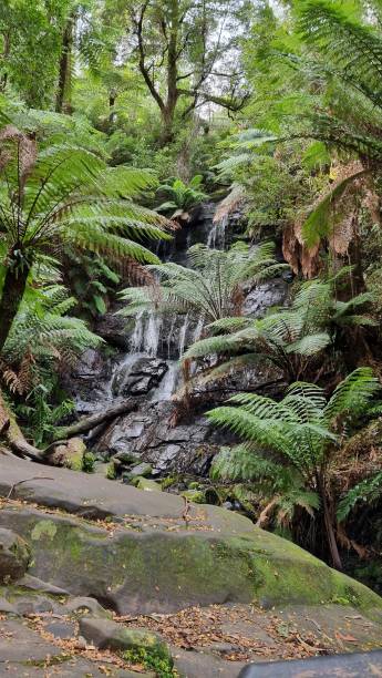 20+ Fotos, Bilder und lizenzfreie Bilder zu Tarra Bulga Nationalpark
