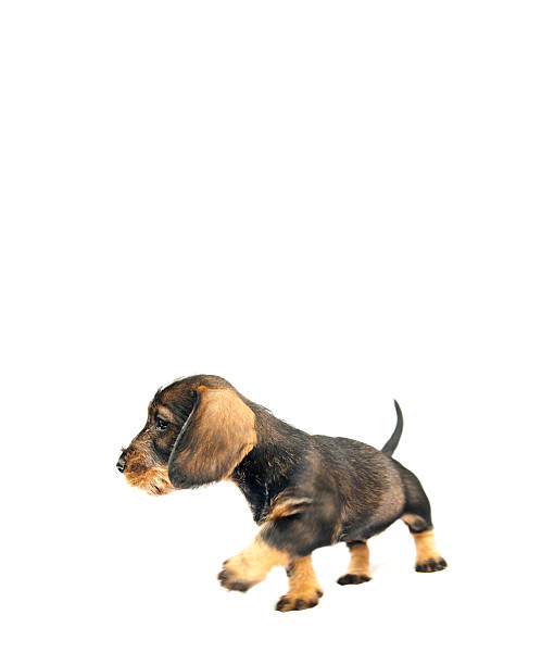 istock Cute Dachshund puppy steps isolated on white. 139493720