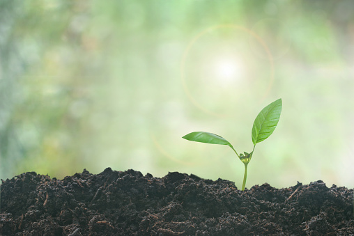 Seedling growing from the earth