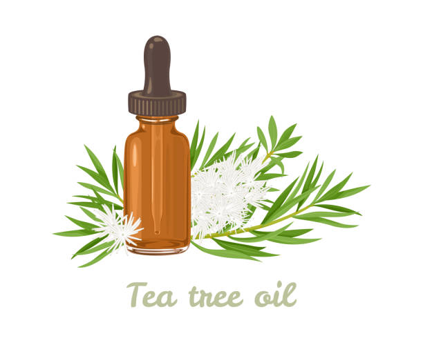 ilustrações de stock, clip art, desenhos animados e ícones de tea tree essential oil. amber glass dropper bottle and melaleuca alternifolia leaf and white flowers isolated. vector illustration in cartoon flat style. - drop herbal medicine leaf perfume