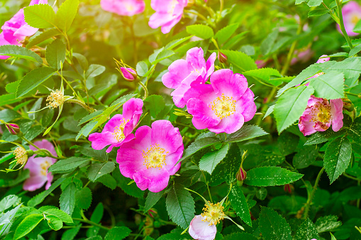 Soft fresh wild light pink dog-rose (briar, brier, eglantine, canker-rose) flower on bright green leaves background in the garden in spring on a sunny day.