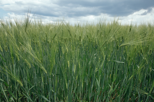 Green wheat field. Texture of wheat ears, crops. Natural abstract background. Cloudy sky