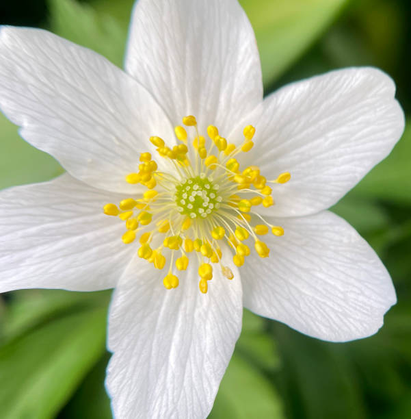 istock Buschwindroeschen, Anemone, nemorosa 1394941449