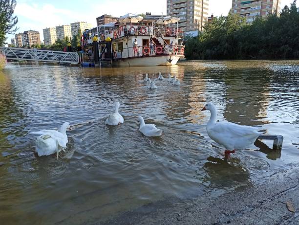 istock Mississipi style ship in Pisuerga river (Valladolid, Spain) 1394941519