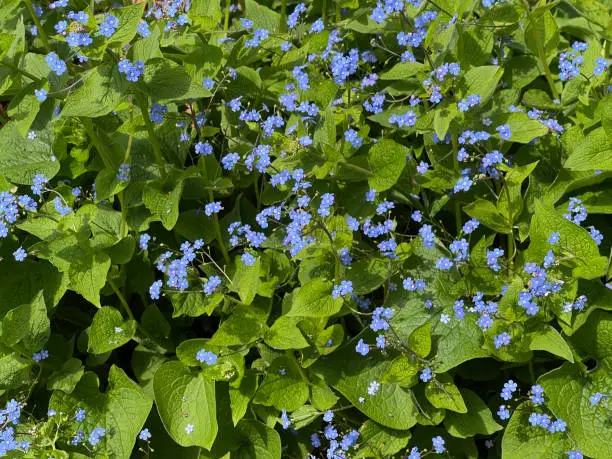 Remember, Omphalodes verna is a ground cover plant in spring with beautiful blue flowers