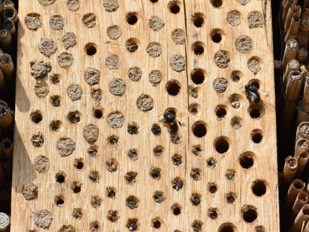 istock Insect hotel, Insect shelter 1394942110