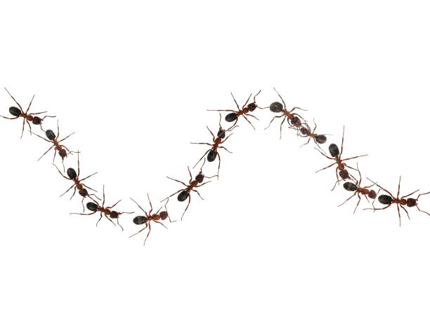 istock Red wood ant, Formica rufa 1394942272