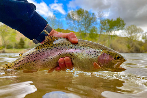 Urban fly fishing for wild and native rainbow trout in downtown Boise, Idaho