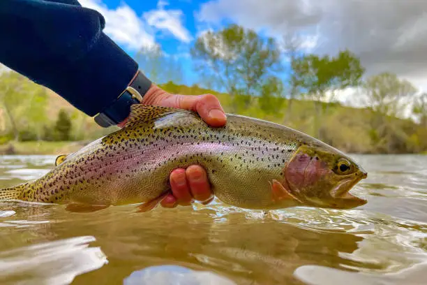 Photo of Wild rainbow trout in the Boise River, Idaho