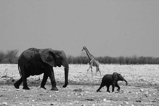 A baby elephant travelling through Etosha National Park with its family passes by a lone giraffe. Bringing together the worlds biggest and tallest land animals.