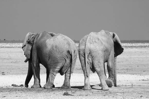 istock Two elephants at a waterhole in Etosha National Park, Namibia 1394943439