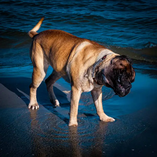 Dog after bath at beach