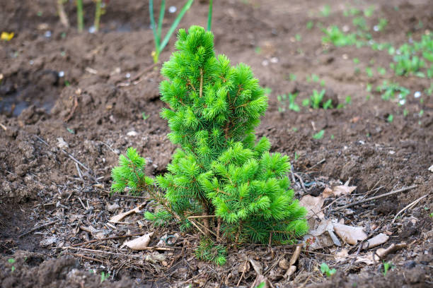 istock Alone sprout of a small pine grows on soil 1394943774