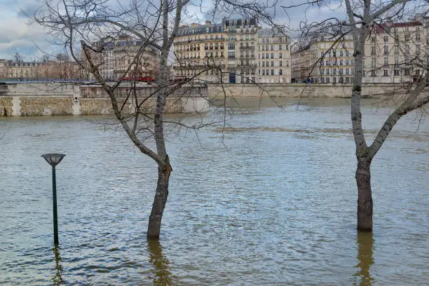 The River Seine flooding a street lamp and two trees on the Left Bank with square de l’île de France and quai d’Orléans in the background.